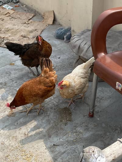 Andy wali murgia or desi Andy