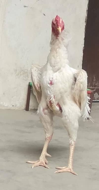 Shamo chicks Available