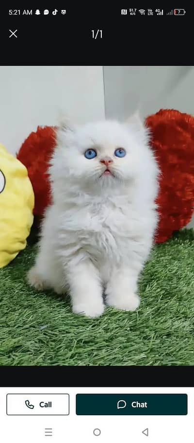 Persian kitten female Blue eyes long coat for sale