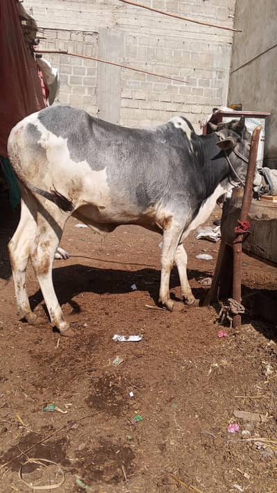 Danton mein  2 hn Sindh ka bachra hai