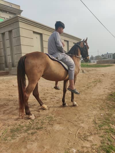 Pure desi ghori for sale age 5-6 sal hai or kamal ki ghori hai