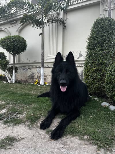 Black german shepherd male available for mating