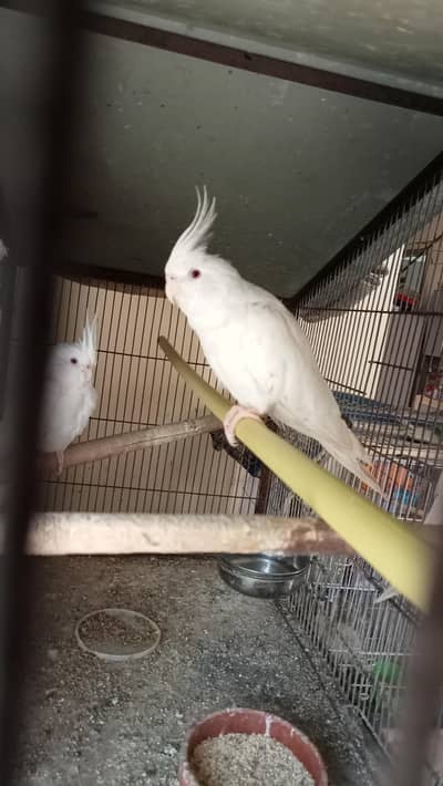 eno cockatiel