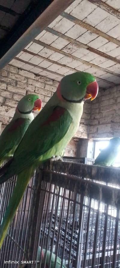 raw parot pair