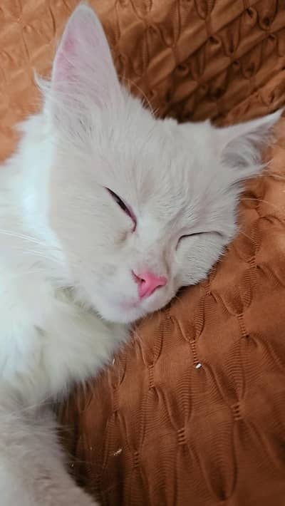 persian cat for sale