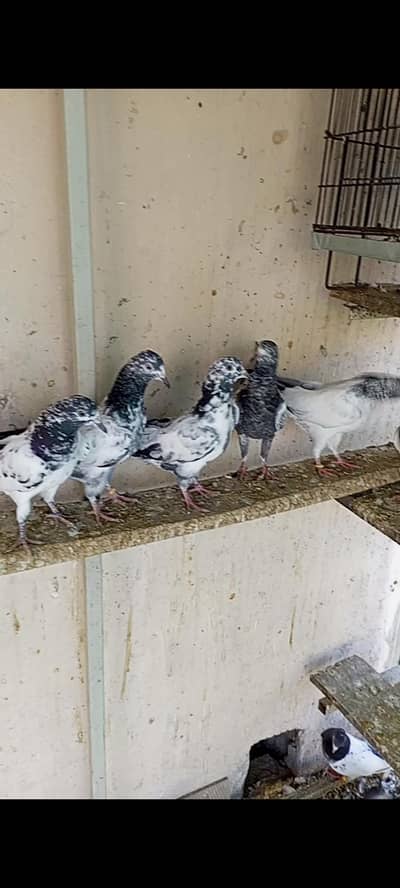 Teddy pathey pathian