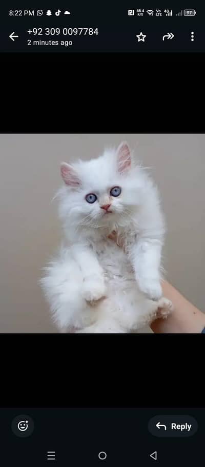kitten female Blue eyes long coat for sale