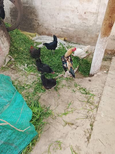 1 aseel murga ha or 4 hen hn anda dyti hn sari 03009140200