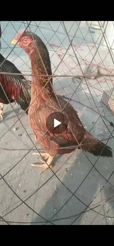 2 High quality aseel murgi urgent for sale  Shookeen log rabta karay