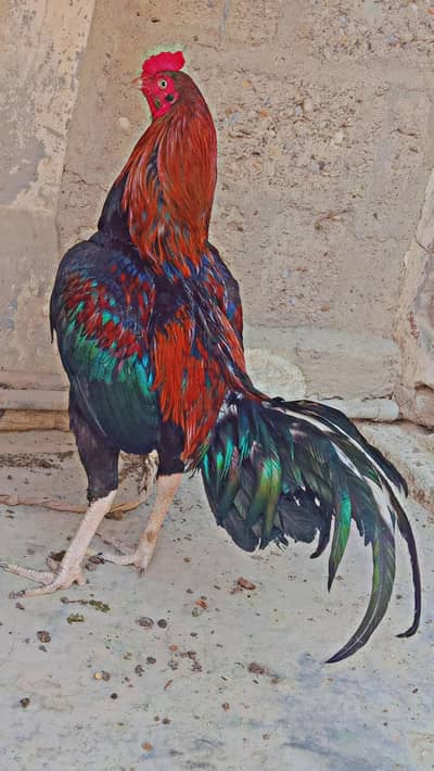 aseel murga 03224067414