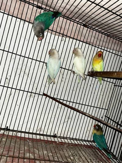 Love Birds with D. N. A