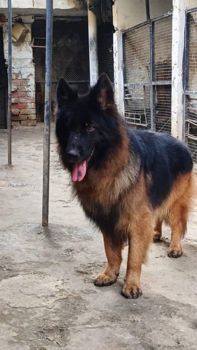 GSD Long Cot Quality Male available