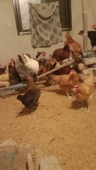 murghiya sell krni hai