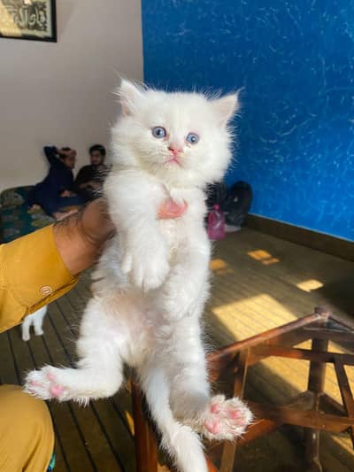 Persian kitten