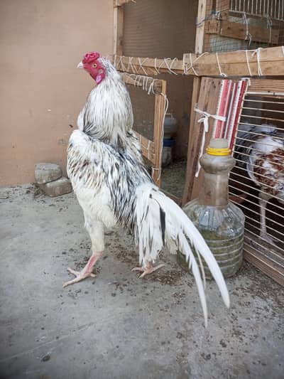 Aseel murgha white color