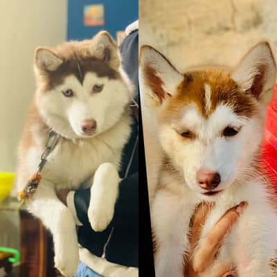 Husky puppy medium coat