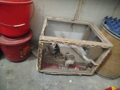 cage for sale home made