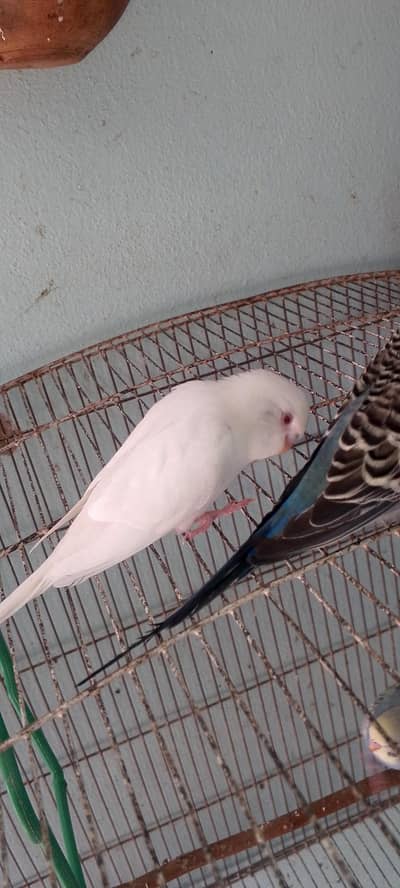 بجری طوطے ہر وقت دستیاب ہیں لوکیشن گوجرخان