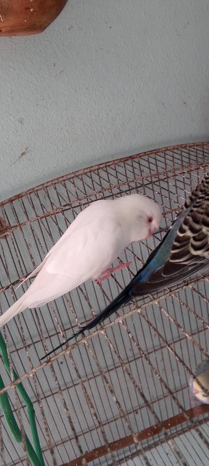 بجری طوطے ہر وقت دستیاب ہیں لوکیشن گوجرخان 0