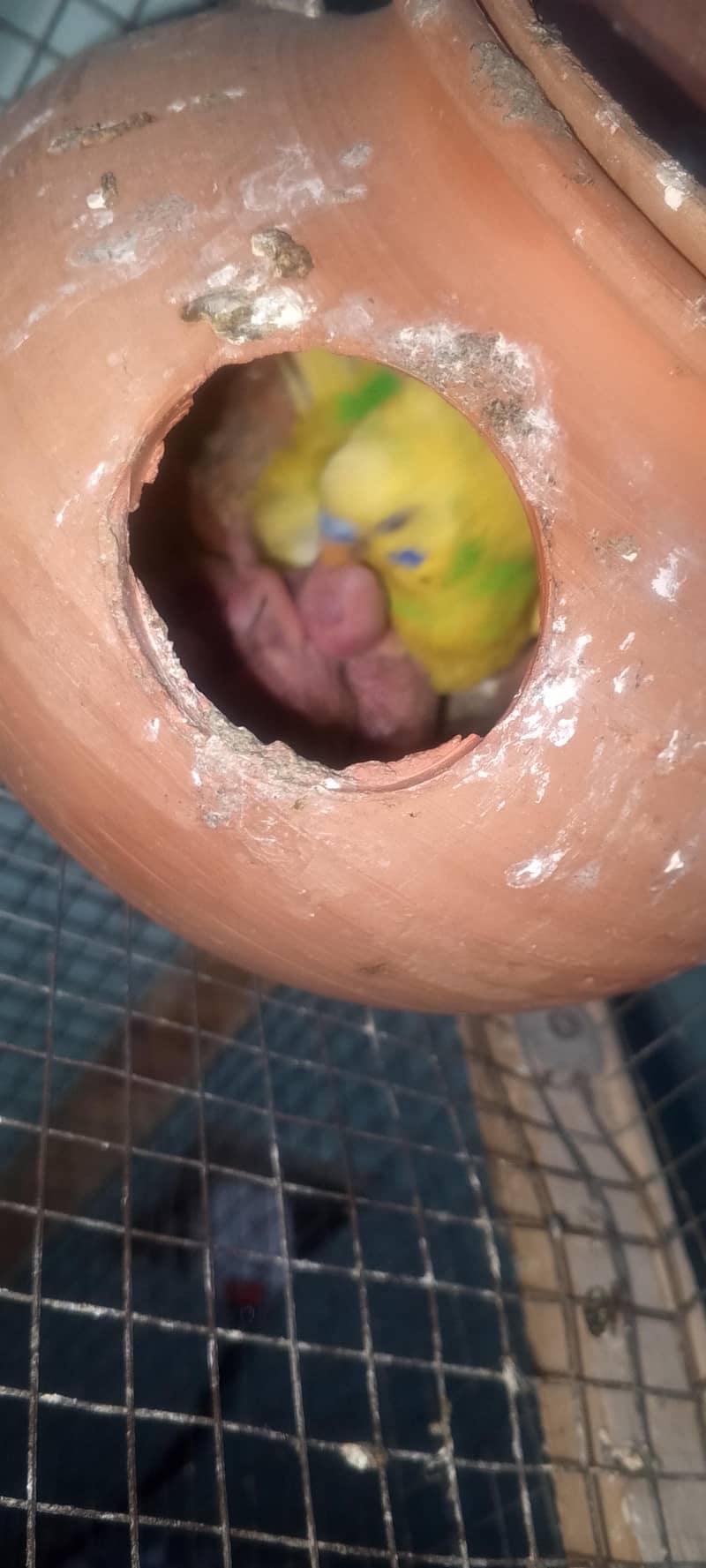 بجری طوطے ہر وقت دستیاب ہیں لوکیشن گوجرخان 1