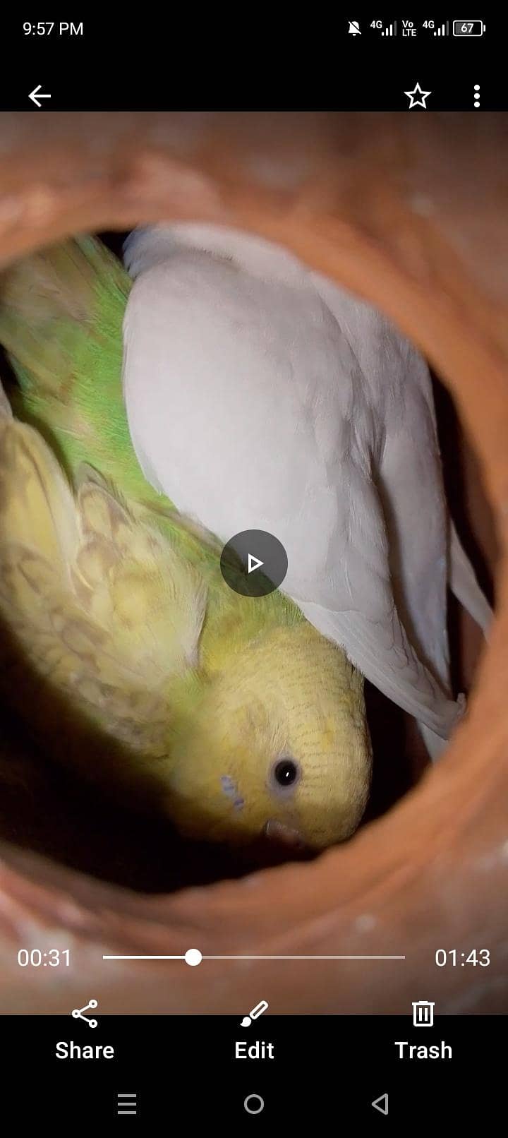 بجری طوطے ہر وقت دستیاب ہیں لوکیشن گوجرخان 2