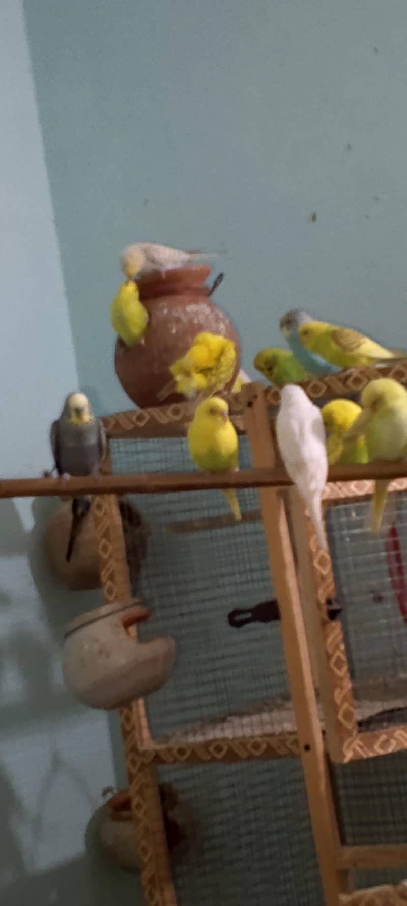 بجری طوطے ہر وقت دستیاب ہیں لوکیشن گوجرخان 4