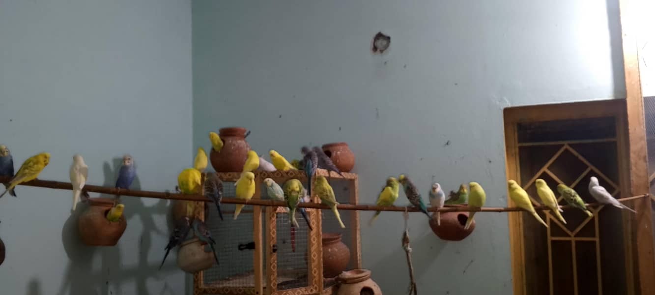 بجری طوطے ہر وقت دستیاب ہیں لوکیشن گوجرخان 5