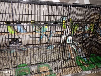 sale sale per piece 400 rupees budgies parrot home breed 03180168070 w