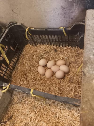 Golden misri fertile eggs available ha  fertile guarantee   key sat