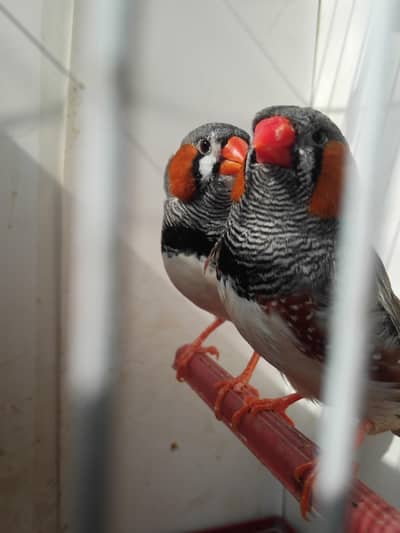 Ng splite charcoal exhibition pairs 033 528 55 080