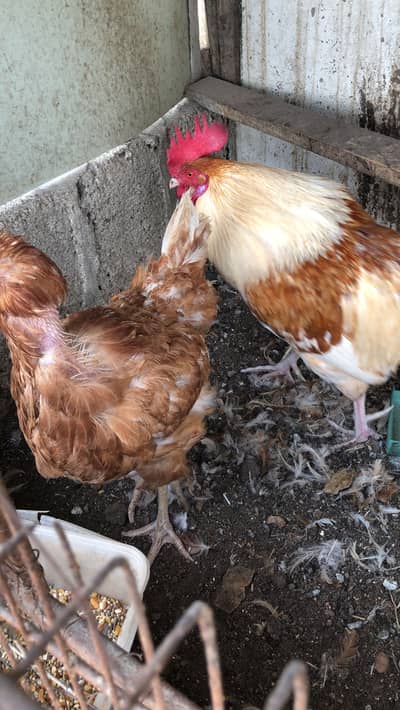 Murgha Mushi sae urgent