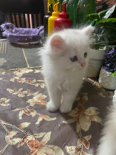persian tripple coated odd eye male or female kitten