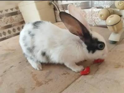 Rabbit male for sale