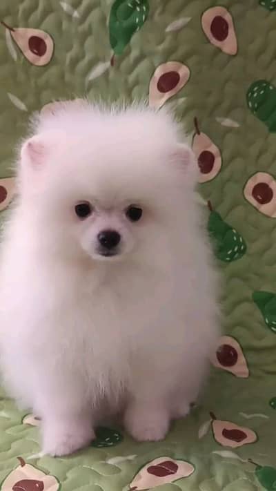 pomeranian helthy and active puppies dog for sale