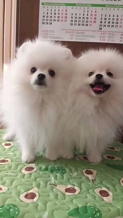pomeranian helthy and active puppies dog for sale