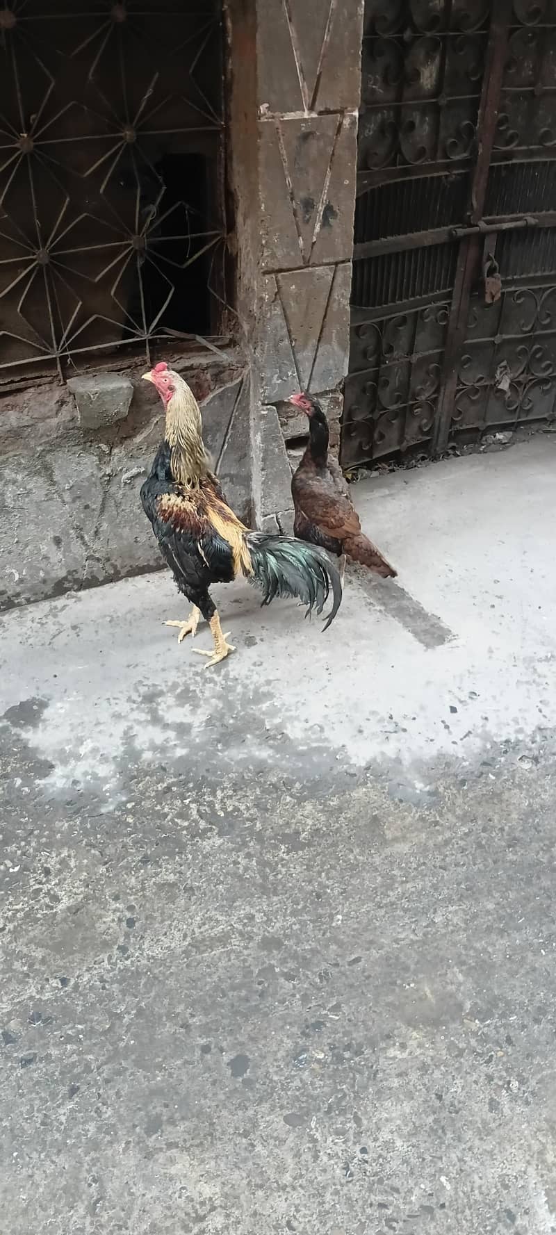 Java sale cheeks and egg 0