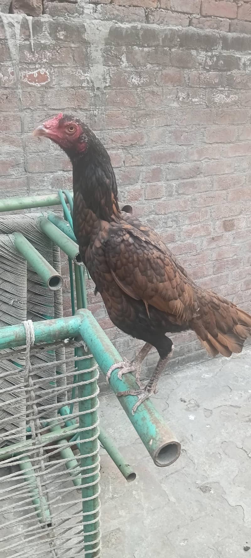 Java sale cheeks and egg 1