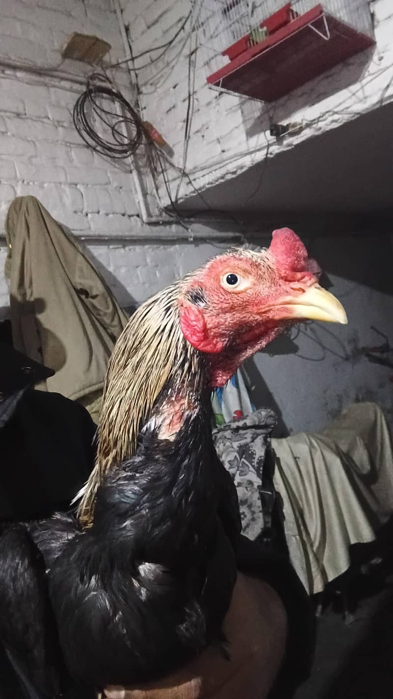 Java sale cheeks and egg 3