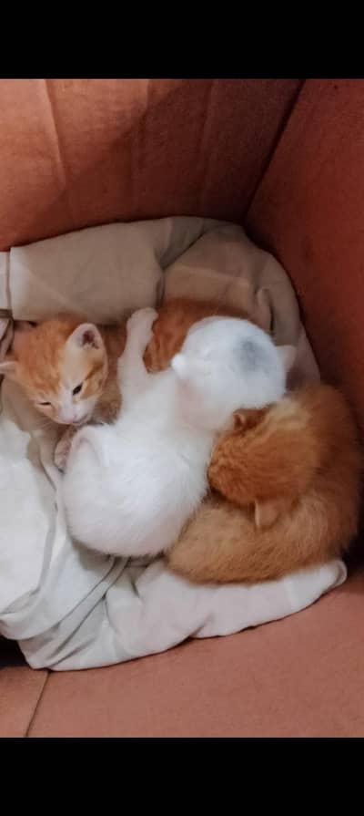 kittens male and female pair