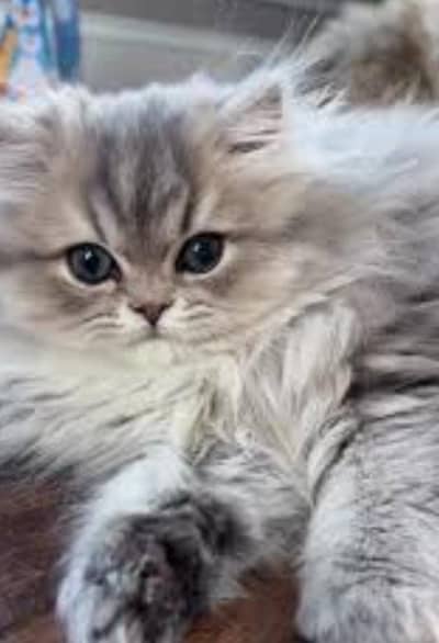 triple coat punch face male kitten