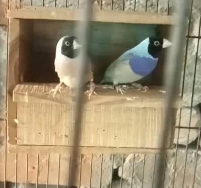 Blue goldion pair common goldion pair