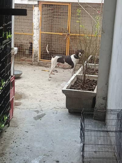 pointer female bredar for sale & exchange