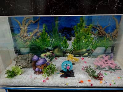 Fish Aquarium for sale