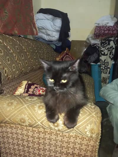 1cats 3 baby cats for sale