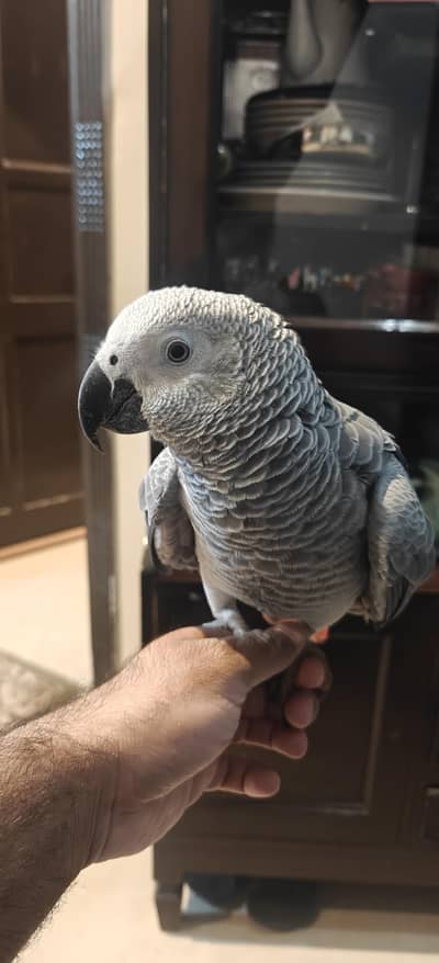 African Gray