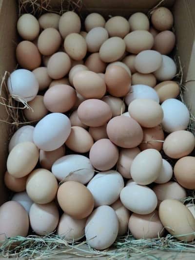 murgi desi ande available. 03130072771