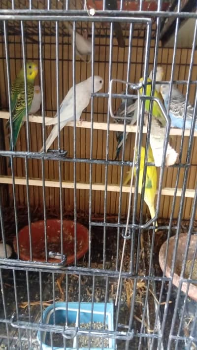 28 australlian pathay