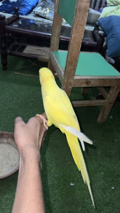 Blue ringneck male and yellow ringneck pair
