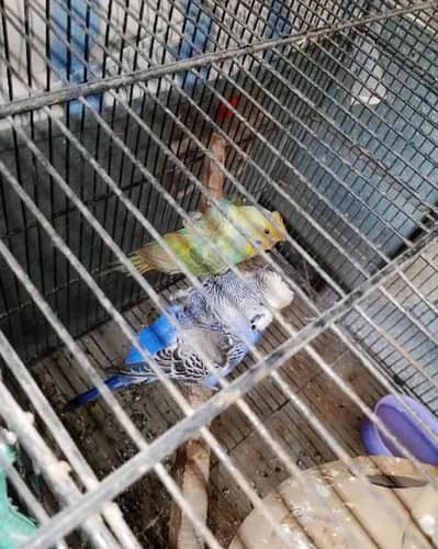 hogoromo Breeder pair available