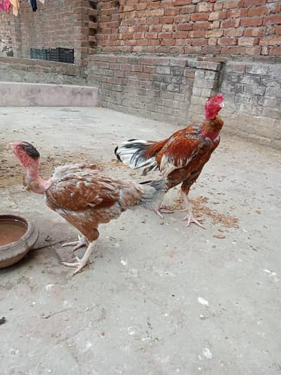 breder pair for urgent sale